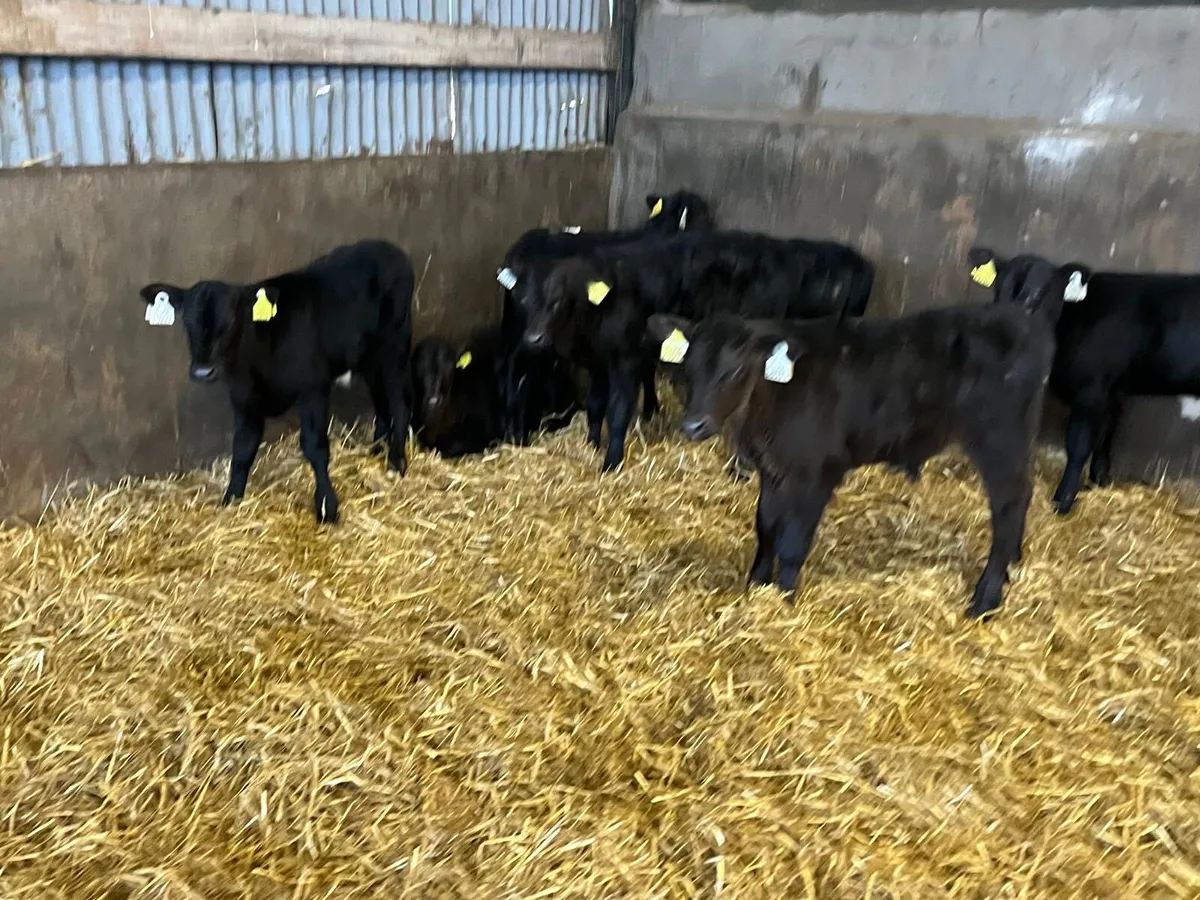 12 super strong Angus bull calf’s - Image 3