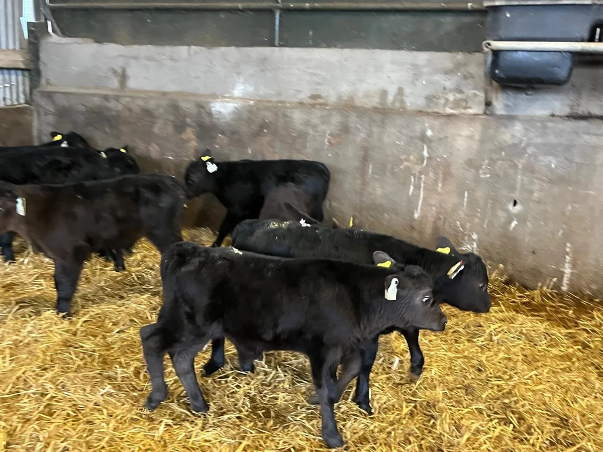 12 super strong Angus bull calf’s - Image 4
