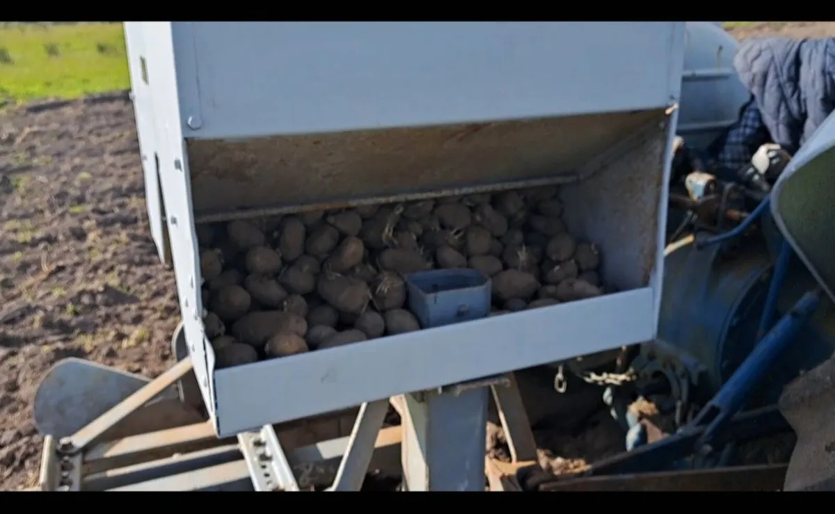 Furguson potato planter vintage - Image 3
