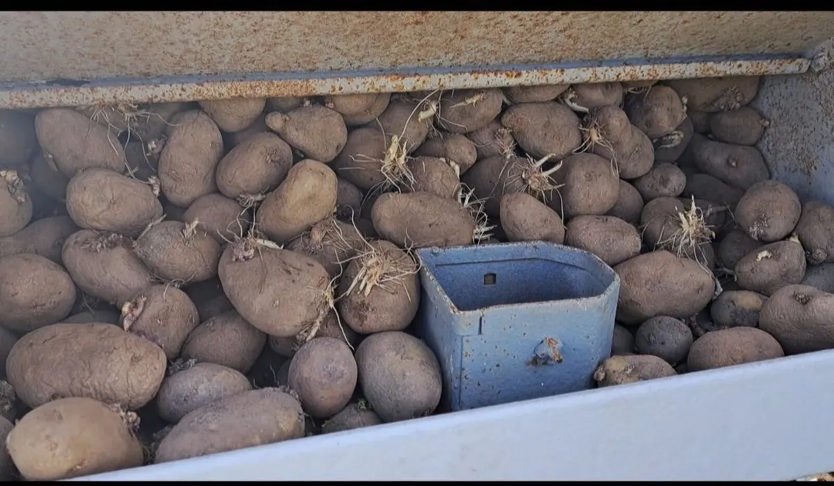 Furguson potato planter vintage - Image 2