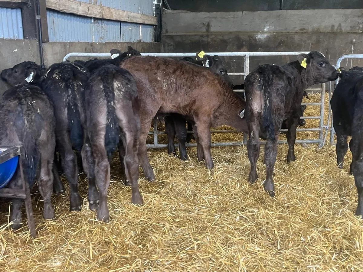 6 super reared limousin bull calf’s - Image 3