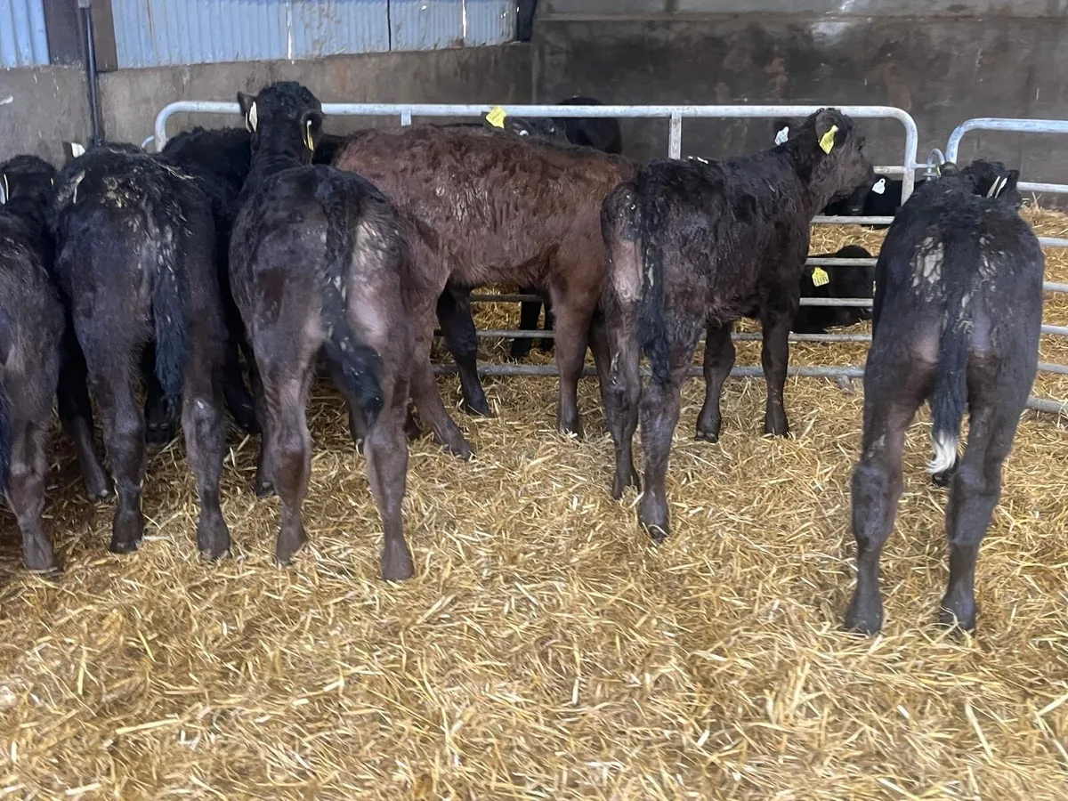 6 super reared limousin bull calf’s - Image 1