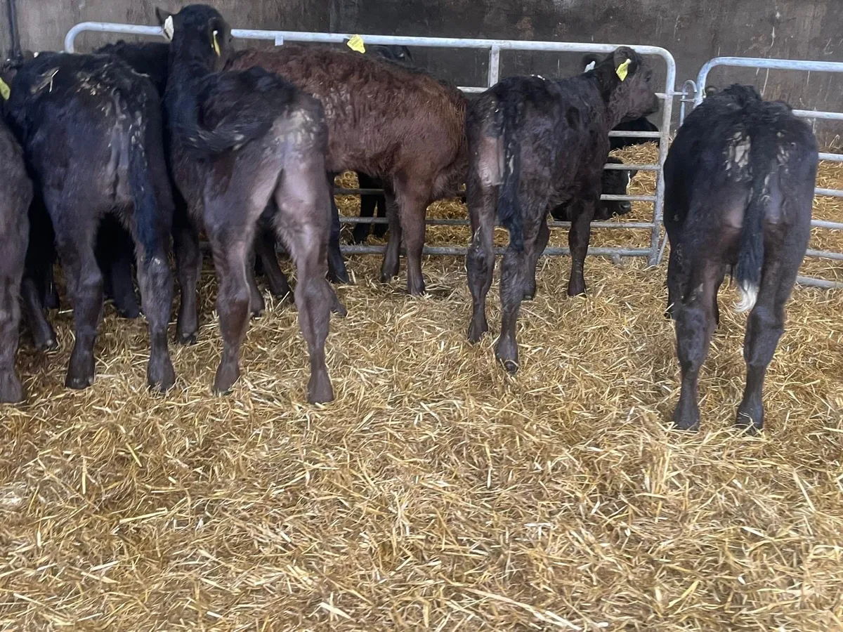6 super reared limousin bull calf’s - Image 2