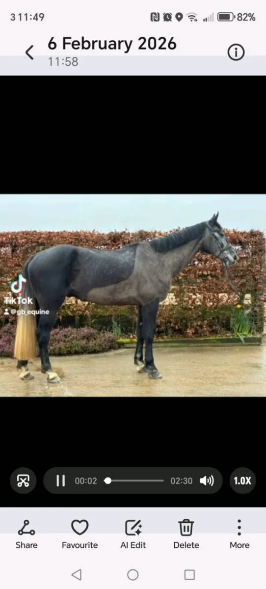 Gelding - Image 1
