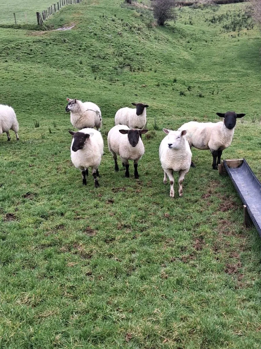 Ewe hoggets for sale - Image 1