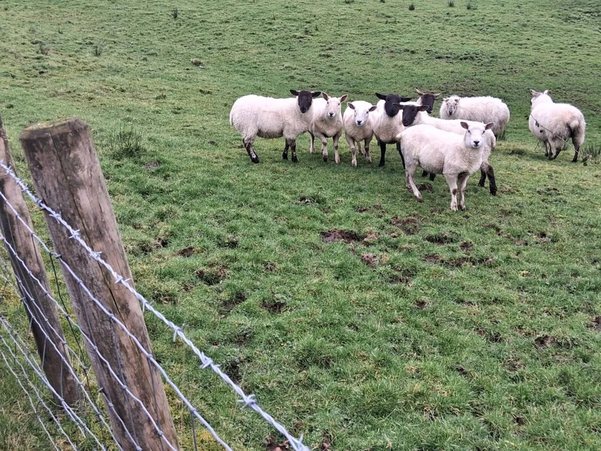 Ewe hoggets for sale - Image 2