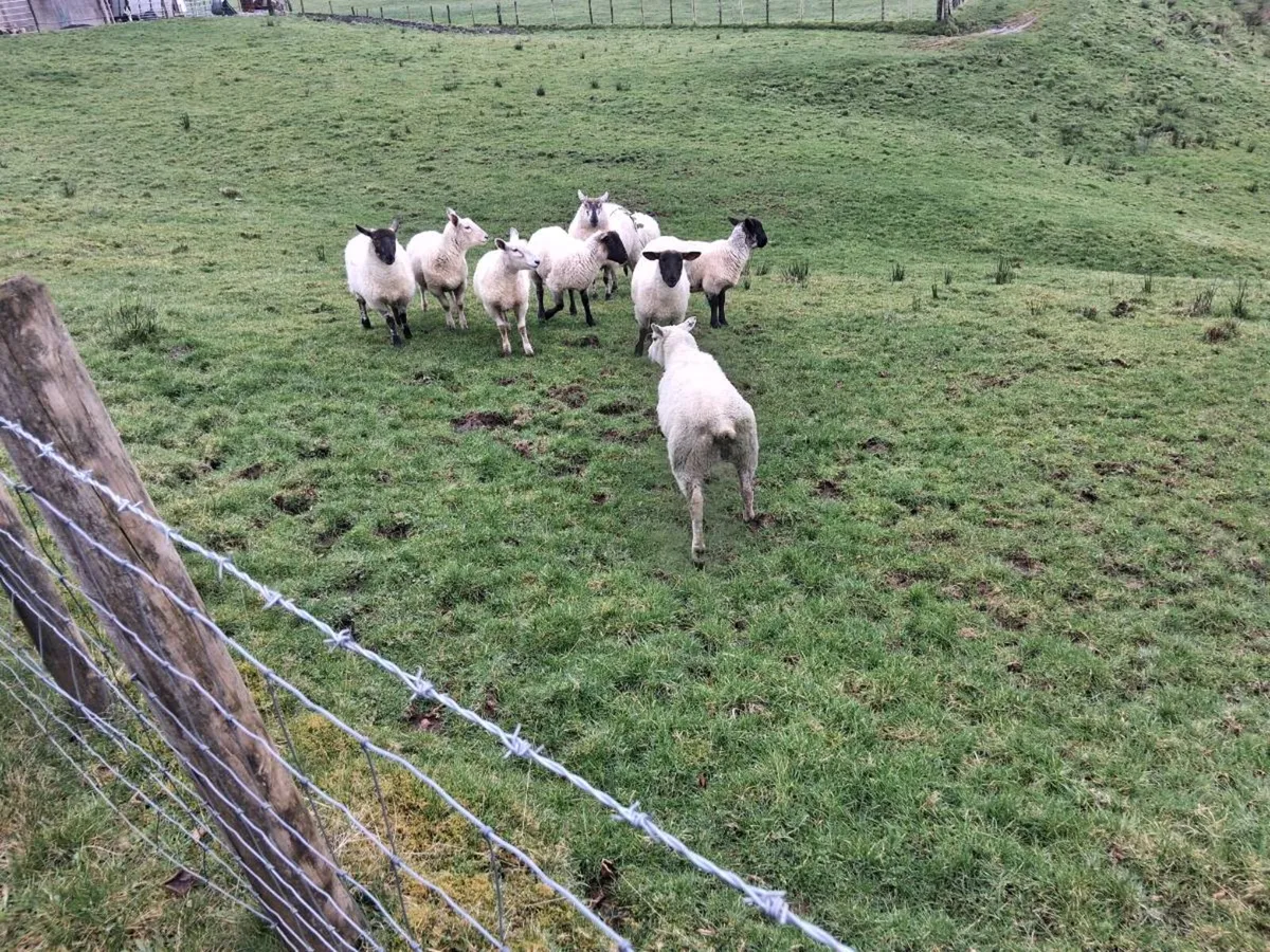 Ewe hoggets for sale - Image 3