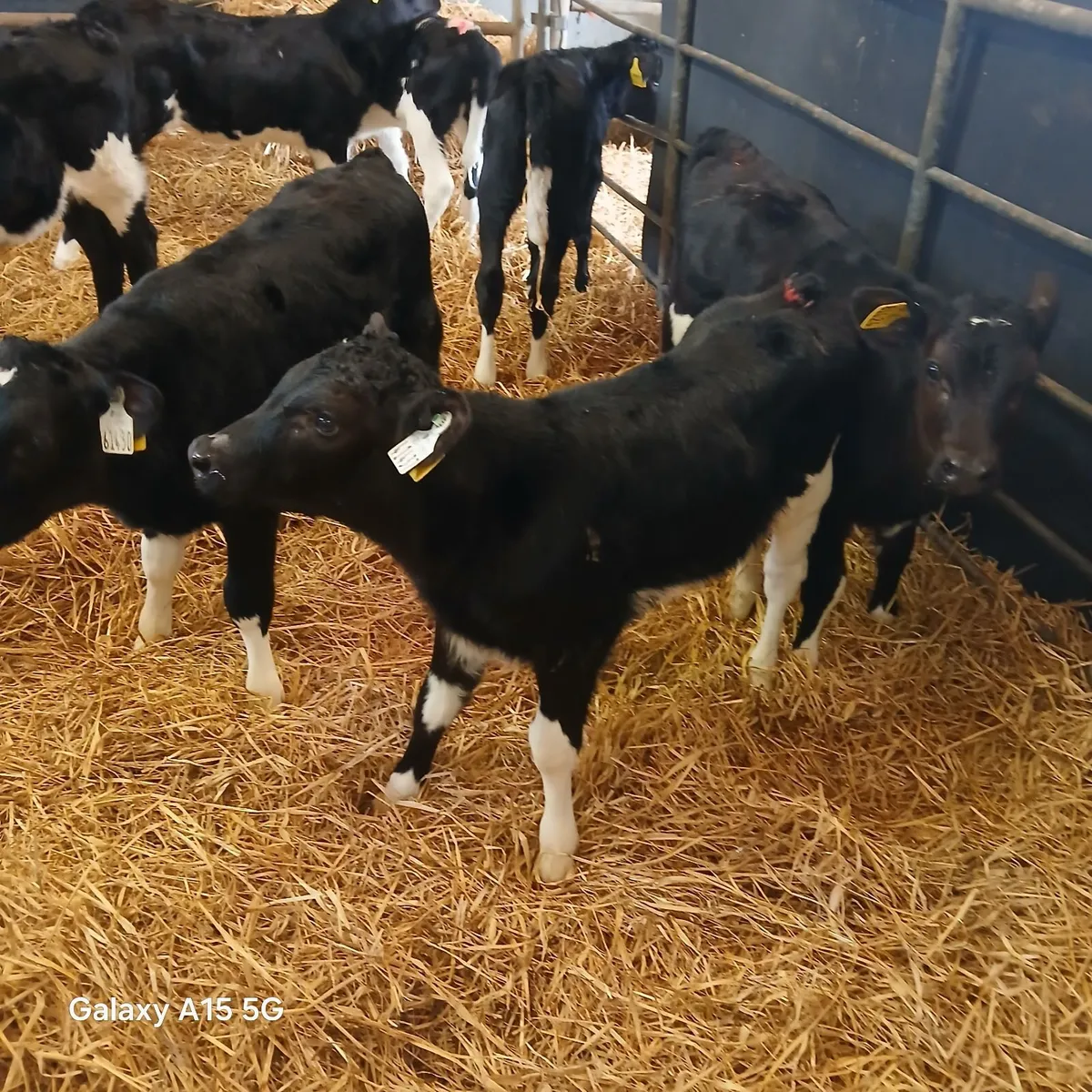 9 high EBI Friesian Heifer Calves for sale - Image 1