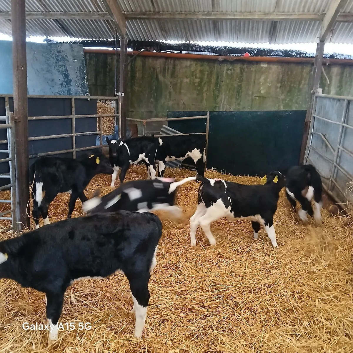 9 high EBI Friesian Heifer Calves for sale - Image 3