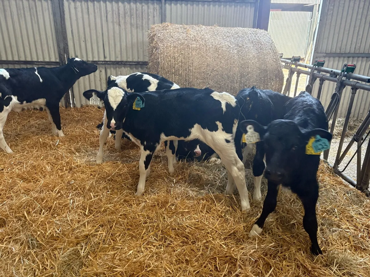 Fr PBR HEIFER CALVES - Image 3