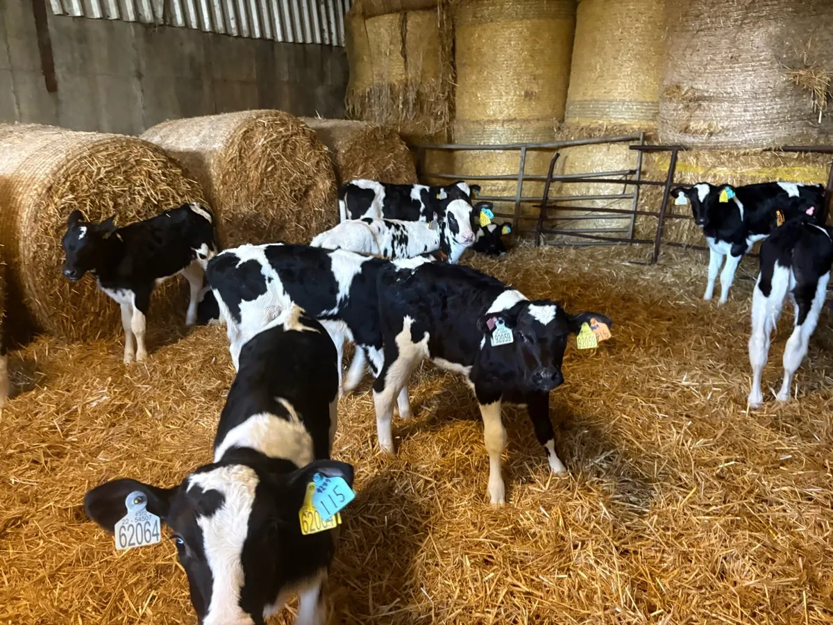 Fr PBR HEIFER CALVES - Image 4