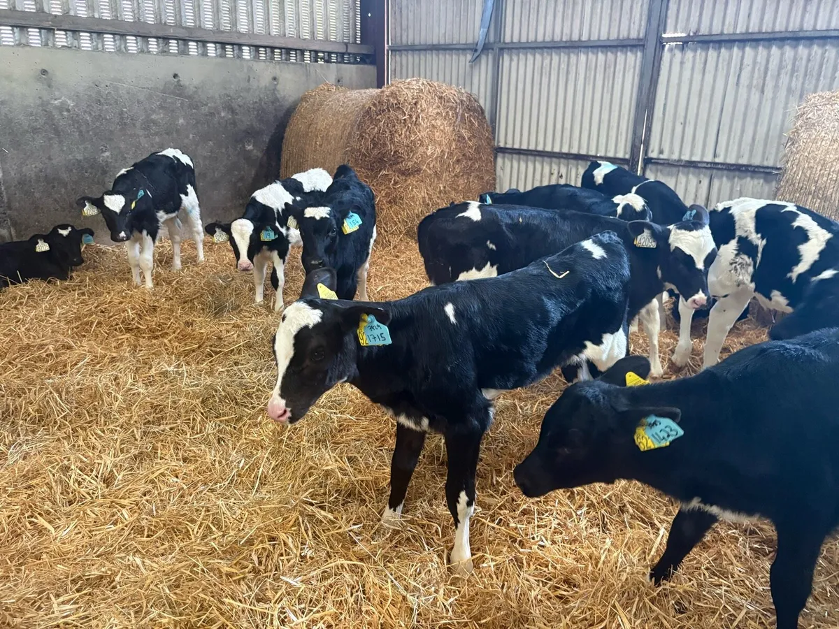 Fr PBR HEIFER CALVES - Image 1