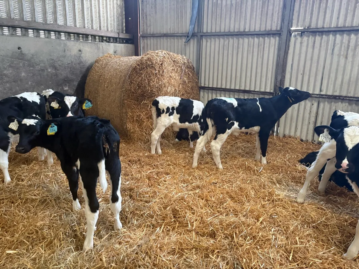 Fr PBR HEIFER CALVES - Image 2
