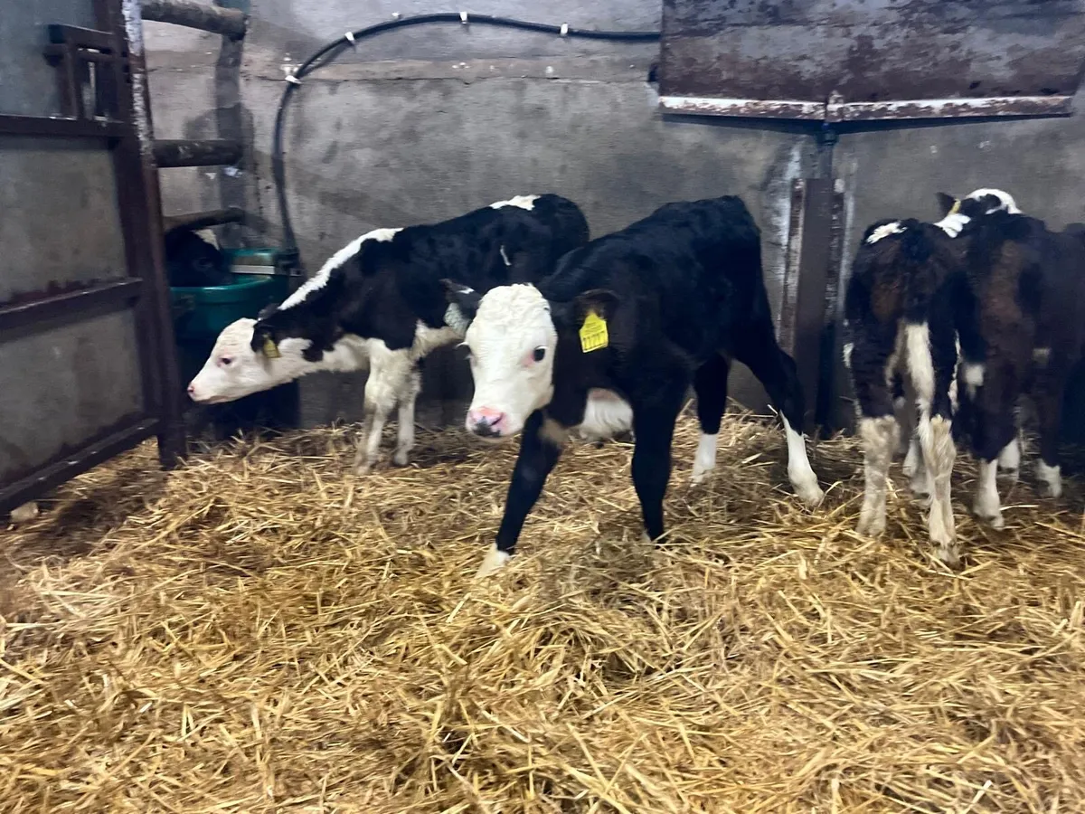 4 super Hereford heifer calf’s - Image 1