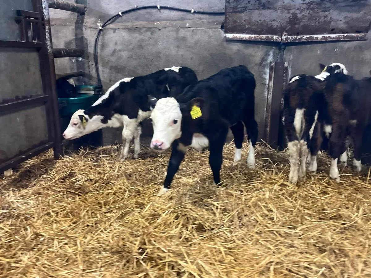 4 super Hereford heifer calf’s - Image 2