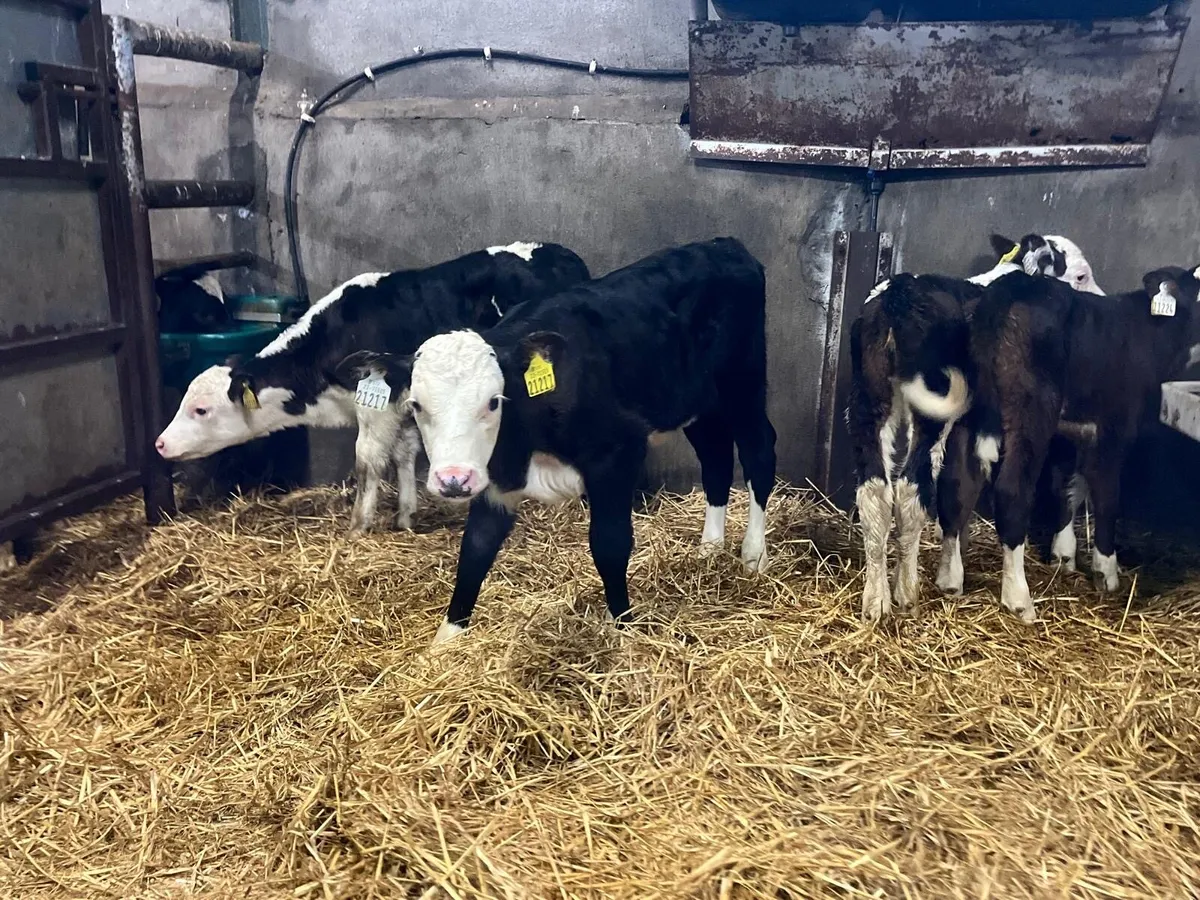 4 super Hereford heifer calf’s - Image 3