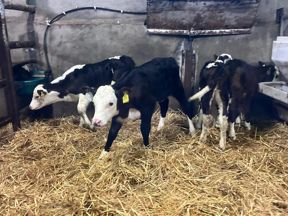 4 super Hereford heifer calf’s - Image 4