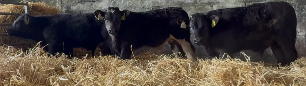 9 outstanding AA & HEX bull calves - Image 3