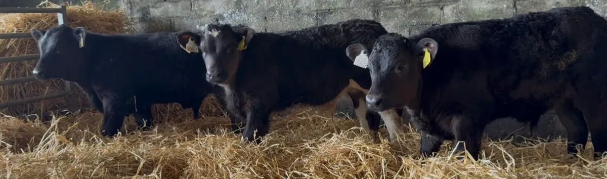 9 outstanding AA & HEX bull calves - Image 4