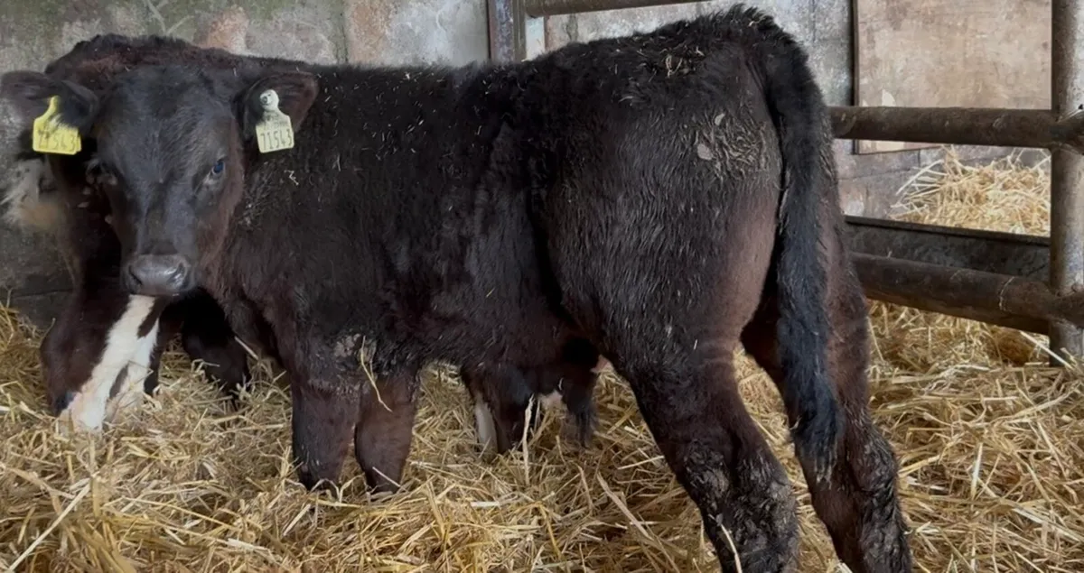 9 outstanding AA & HEX bull calves - Image 1