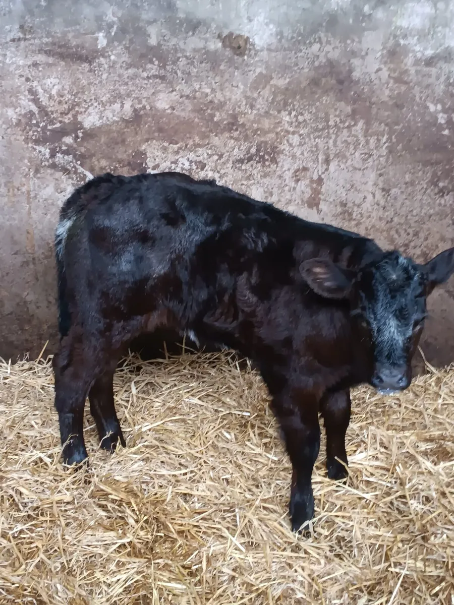 Continental suck - Image 2