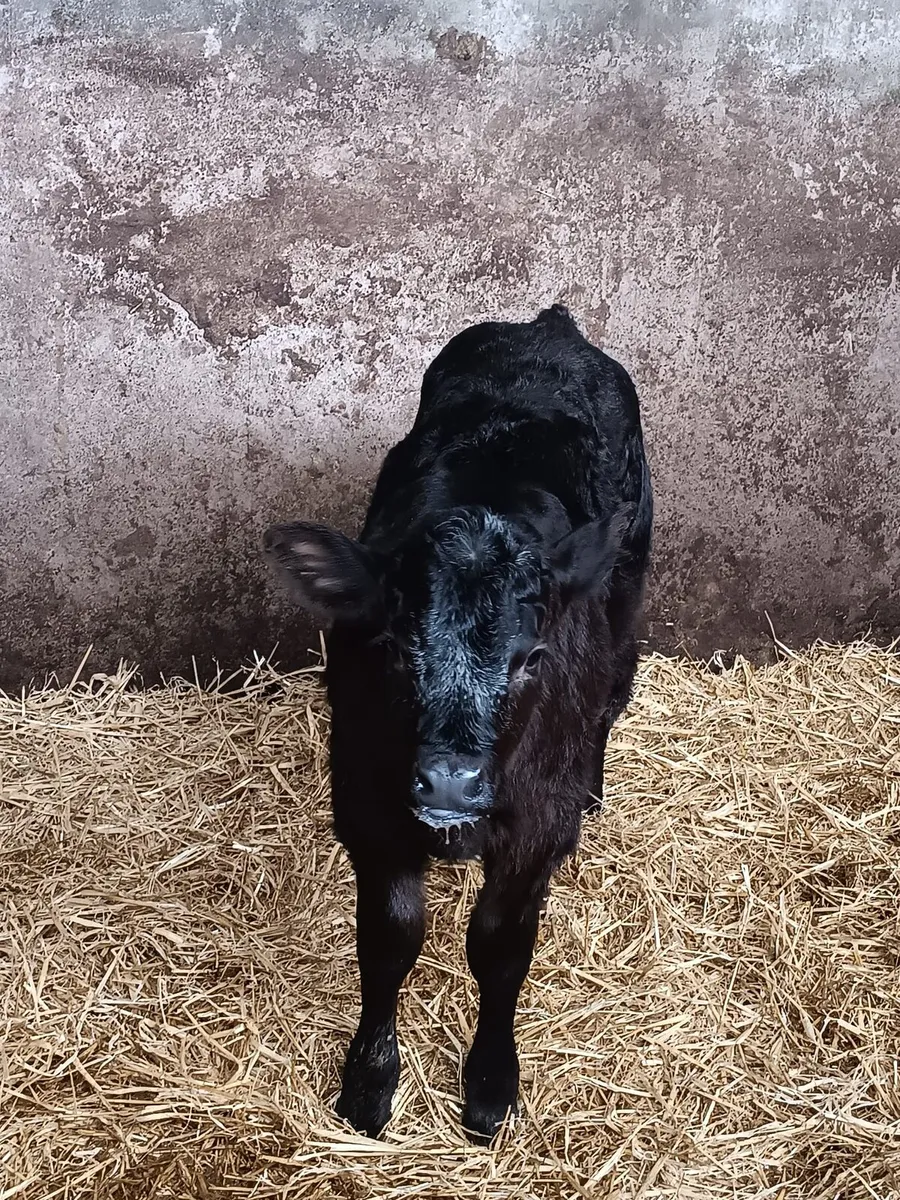 Continental suck - Image 4