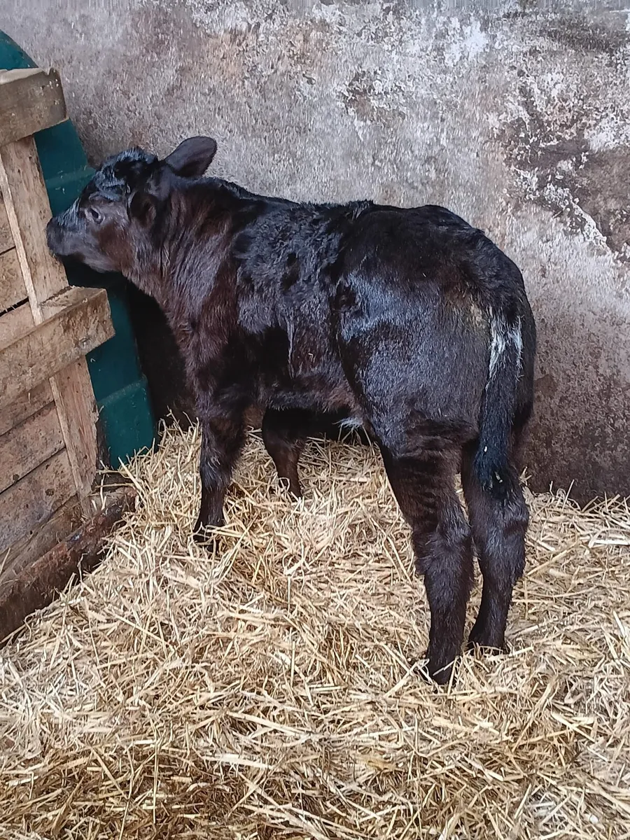 Continental suck - Image 3