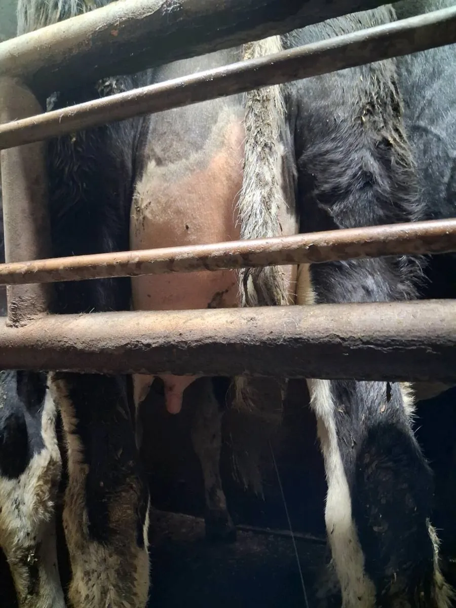 Freisian heifers for sale - Image 3