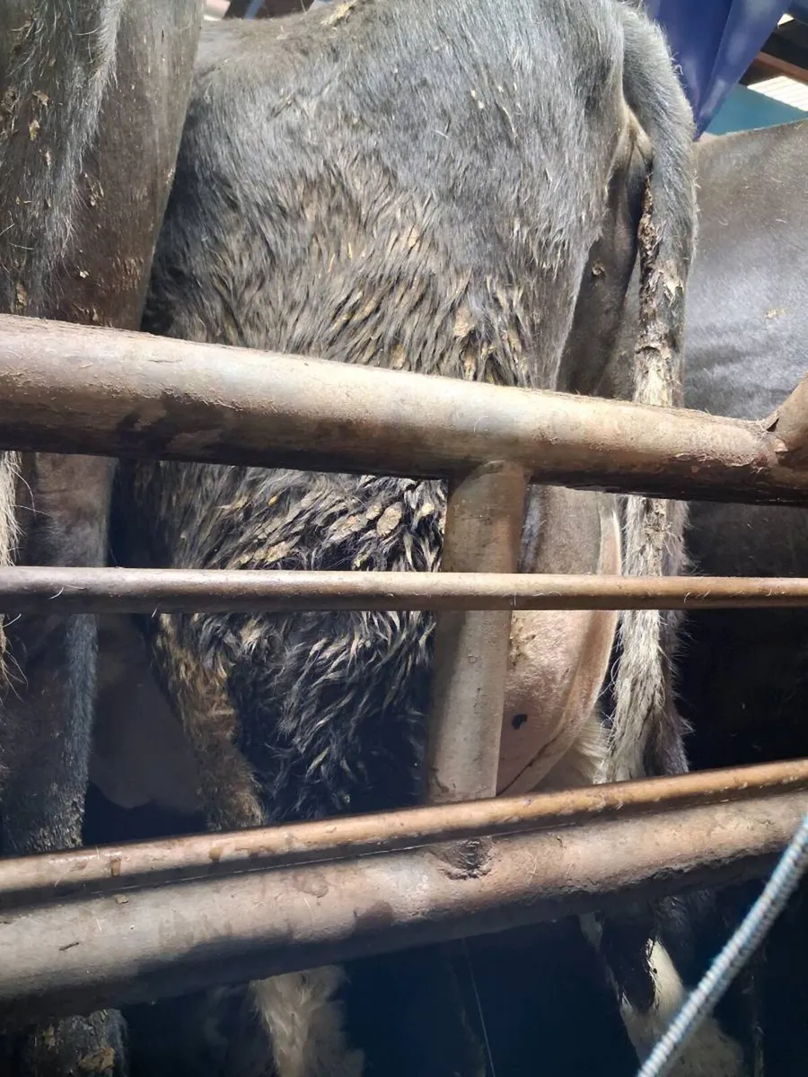 Freisian heifers for sale - Image 4