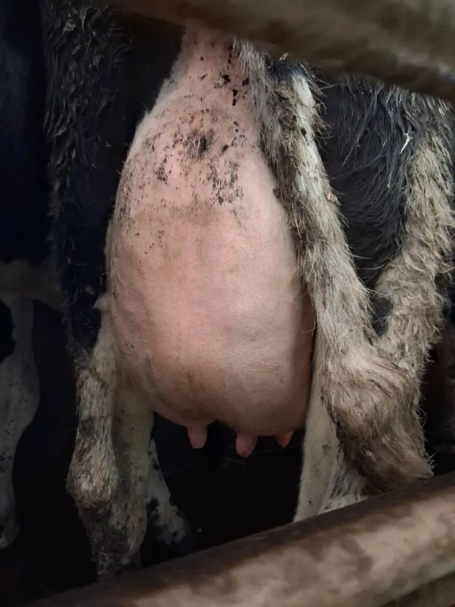 Freisian heifers for sale - Image 1