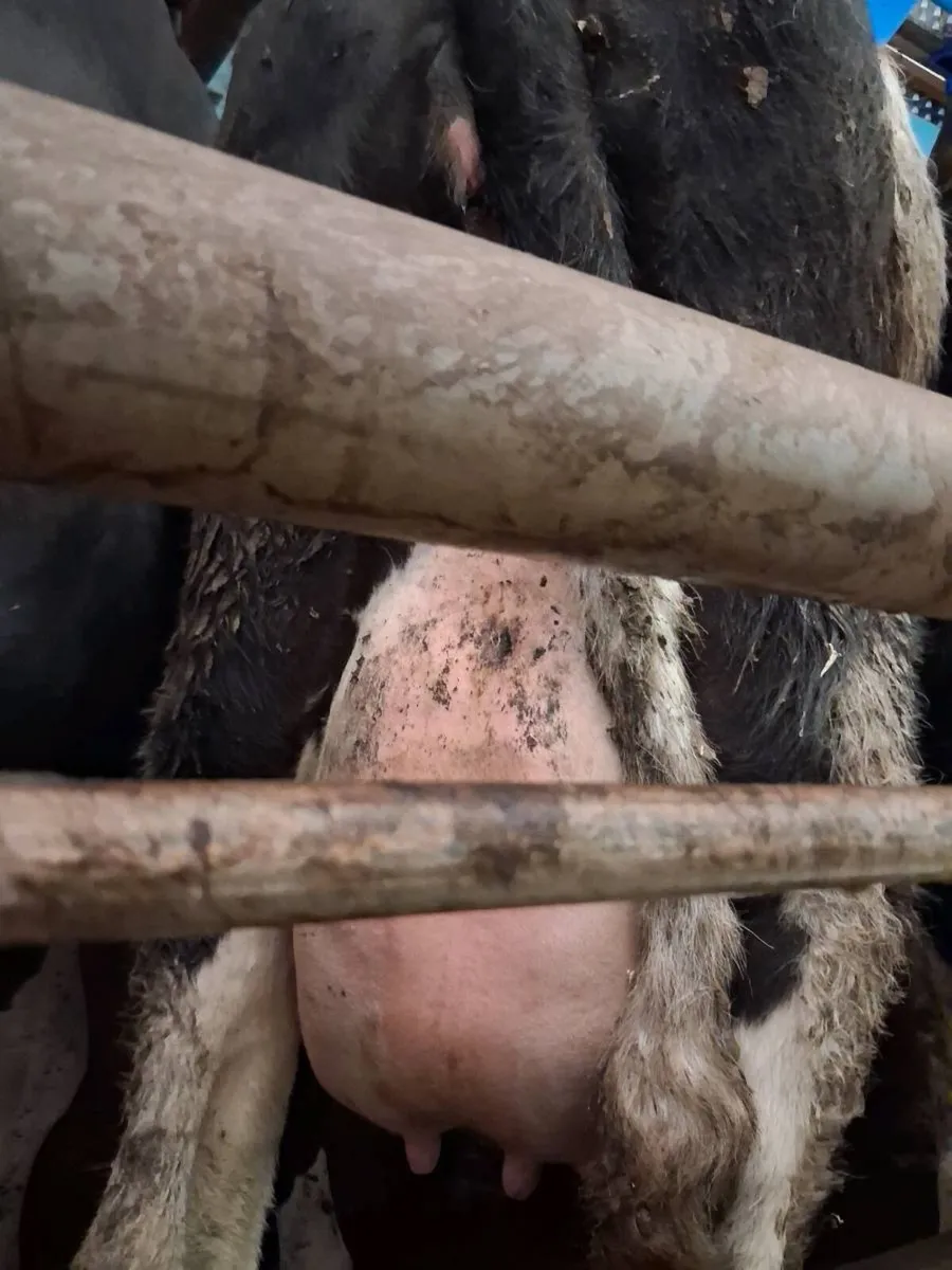 Freisian heifers for sale - Image 2