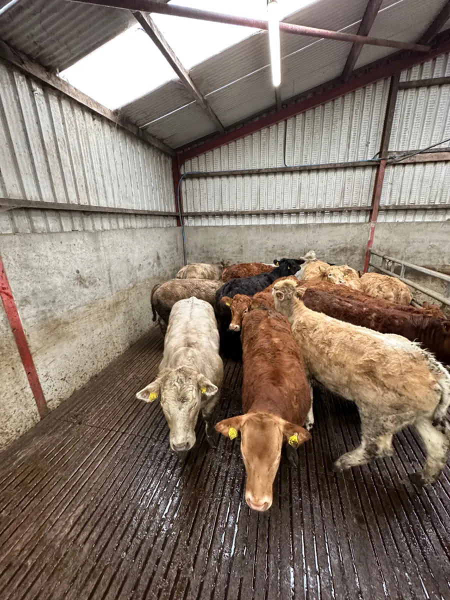 Charolais and lim store heifers - Image 2