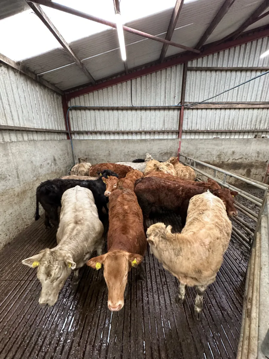 Charolais and lim store heifers - Image 4