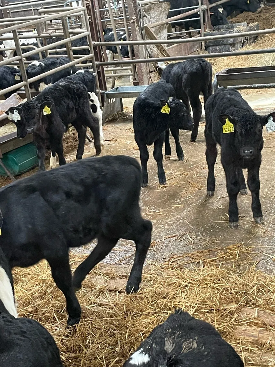 Calves - Image 2