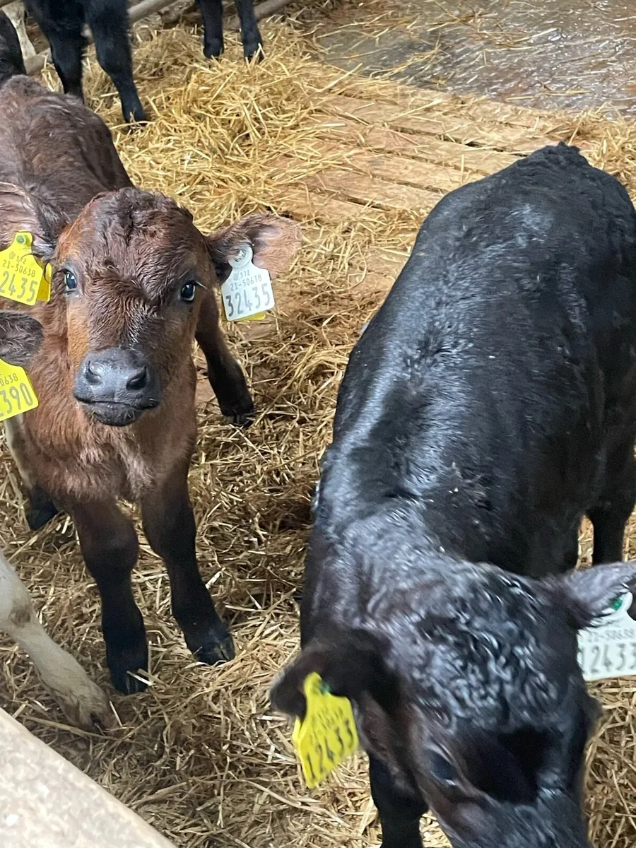 Calves - Image 4