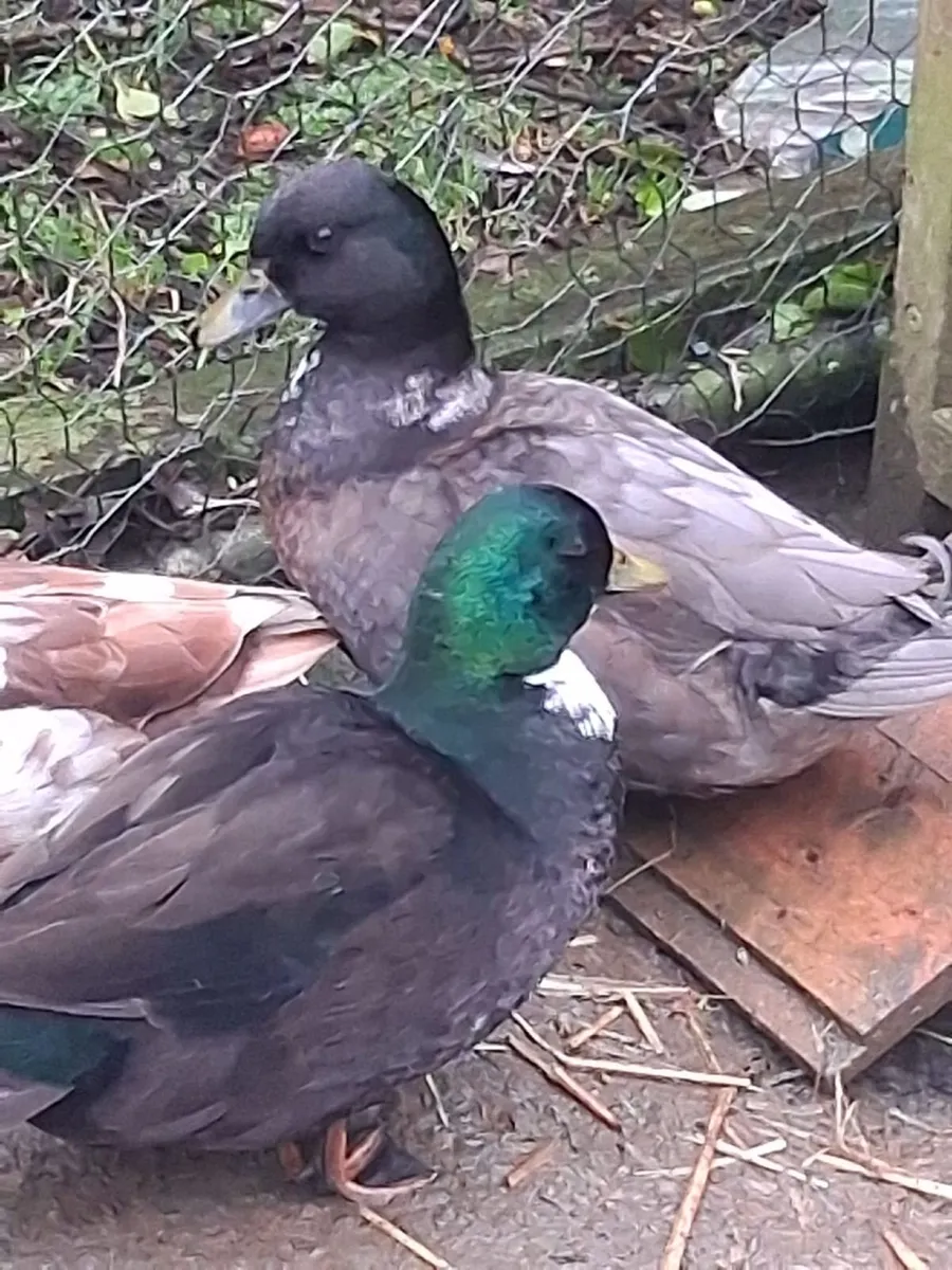 Call Ducks - Image 1