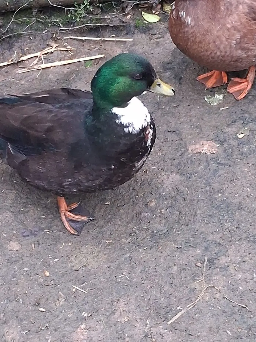 Call Ducks - Image 3