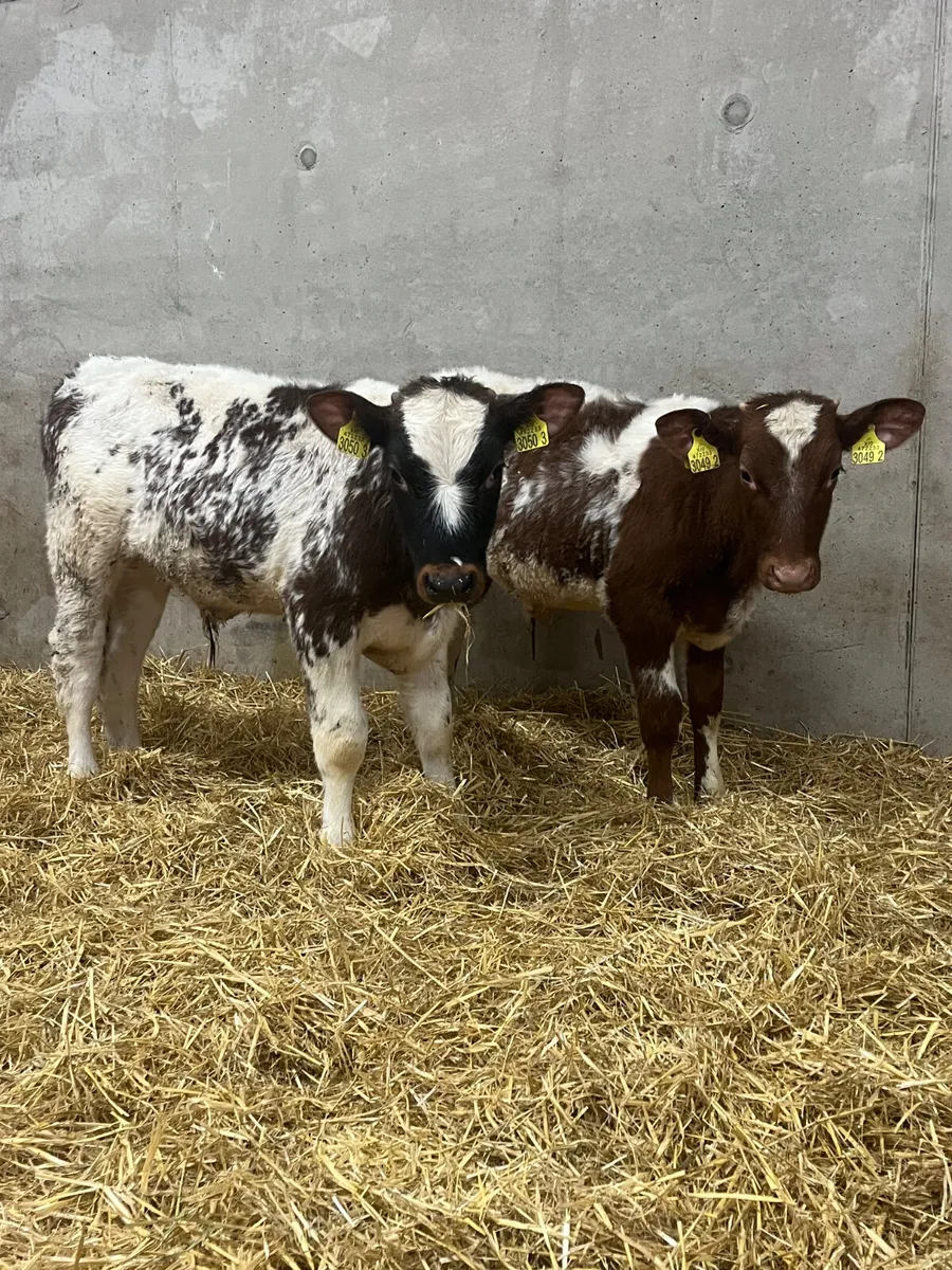 2 Reared Beef Shorthorn Bulls - Image 1
