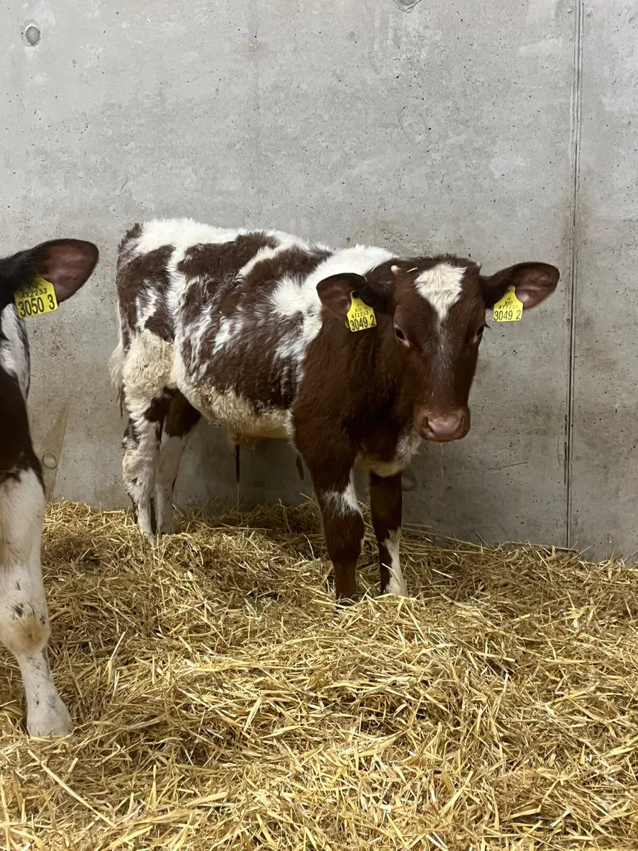 2 Reared Beef Shorthorn Bulls - Image 4