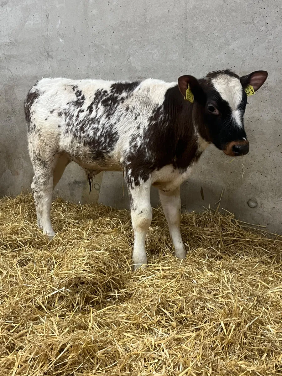 2 Reared Beef Shorthorn Bulls - Image 3