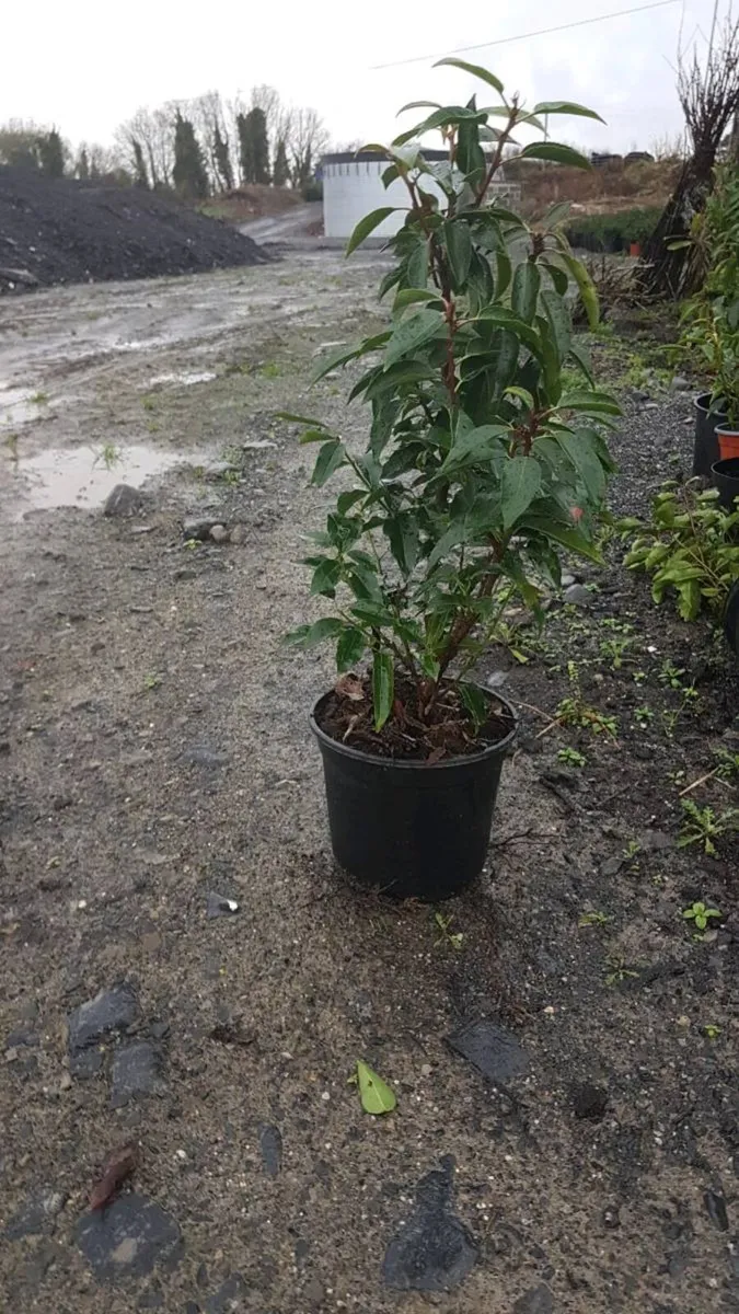 Portuguese Laurel Hedging 3ltr pots 40-60cm - Image 2