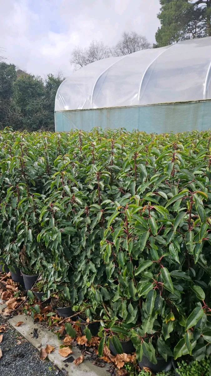 Portuguese Laurel Hedging 3ltr pots 40-60cm - Image 4