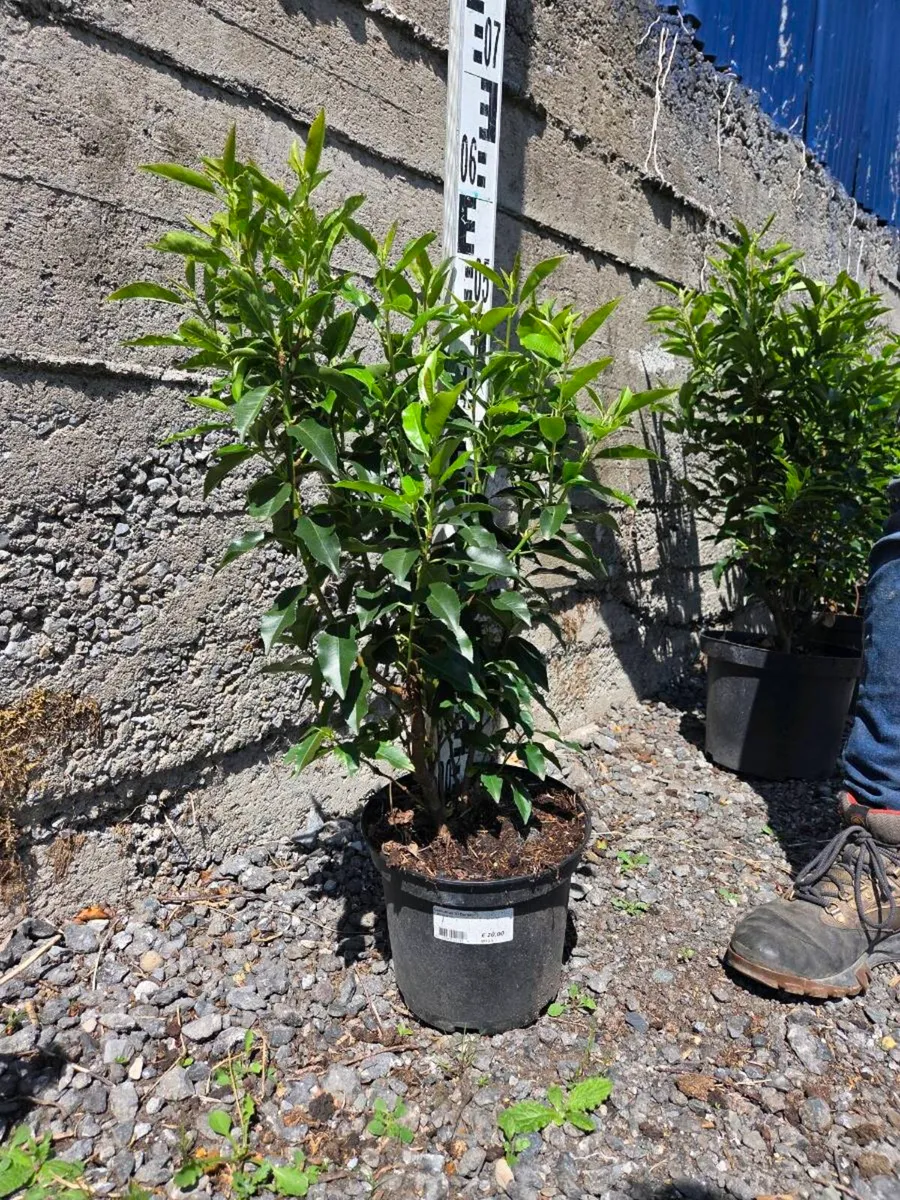 Portuguese Laurel Hedging 3ltr pots 40-60cm - Image 3