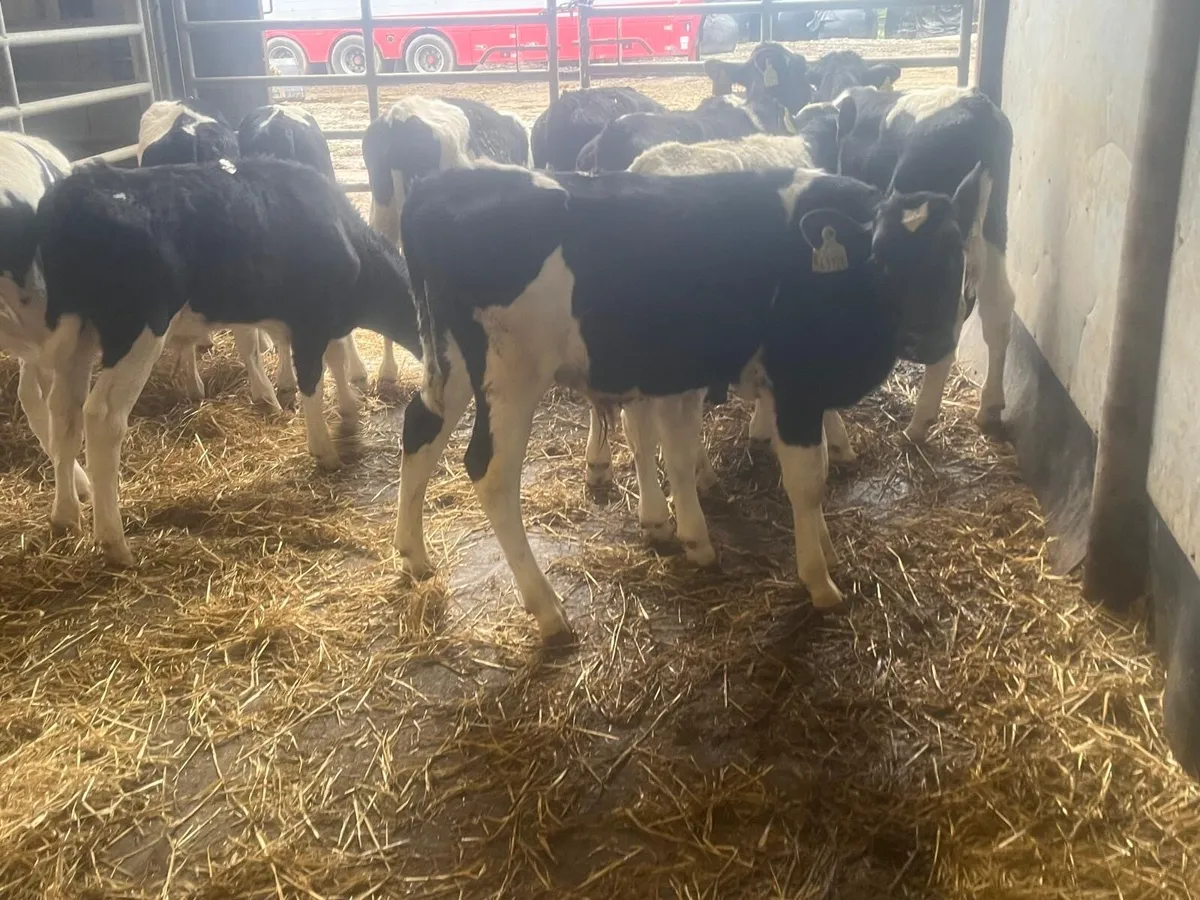 12 super weaned British Frisian bulls - Image 2