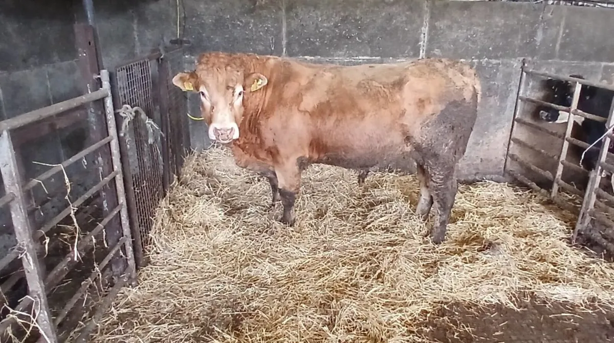 Limousin bull 5 Star - Image 1