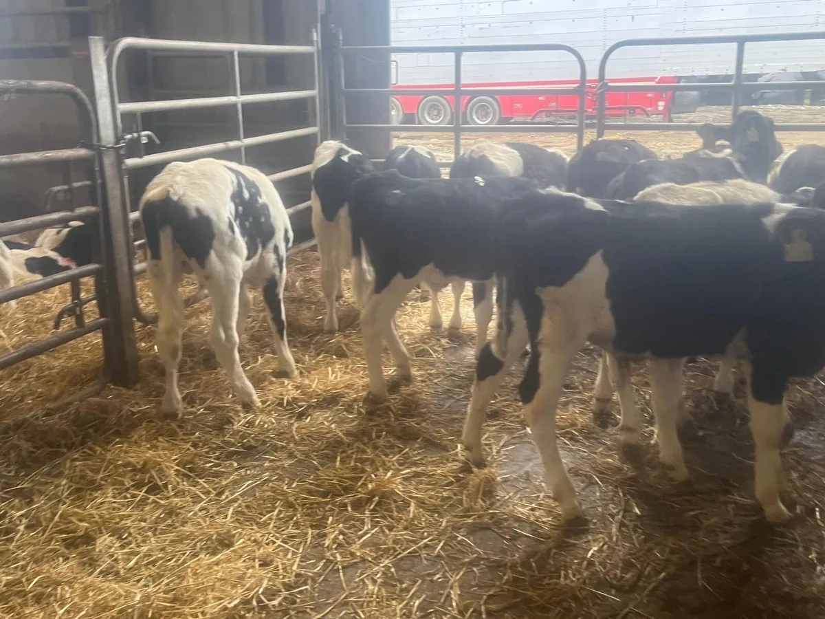 12 super weaned British Frisian bulls - Image 4
