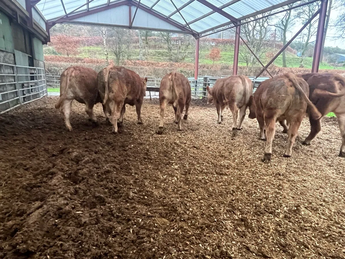 Pedigree limousin heifers. - Image 2