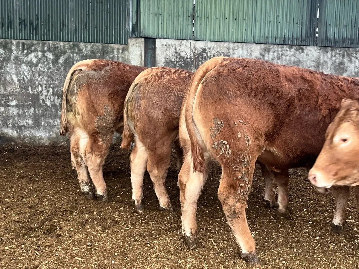 Pedigree limousin heifers. - Image 3