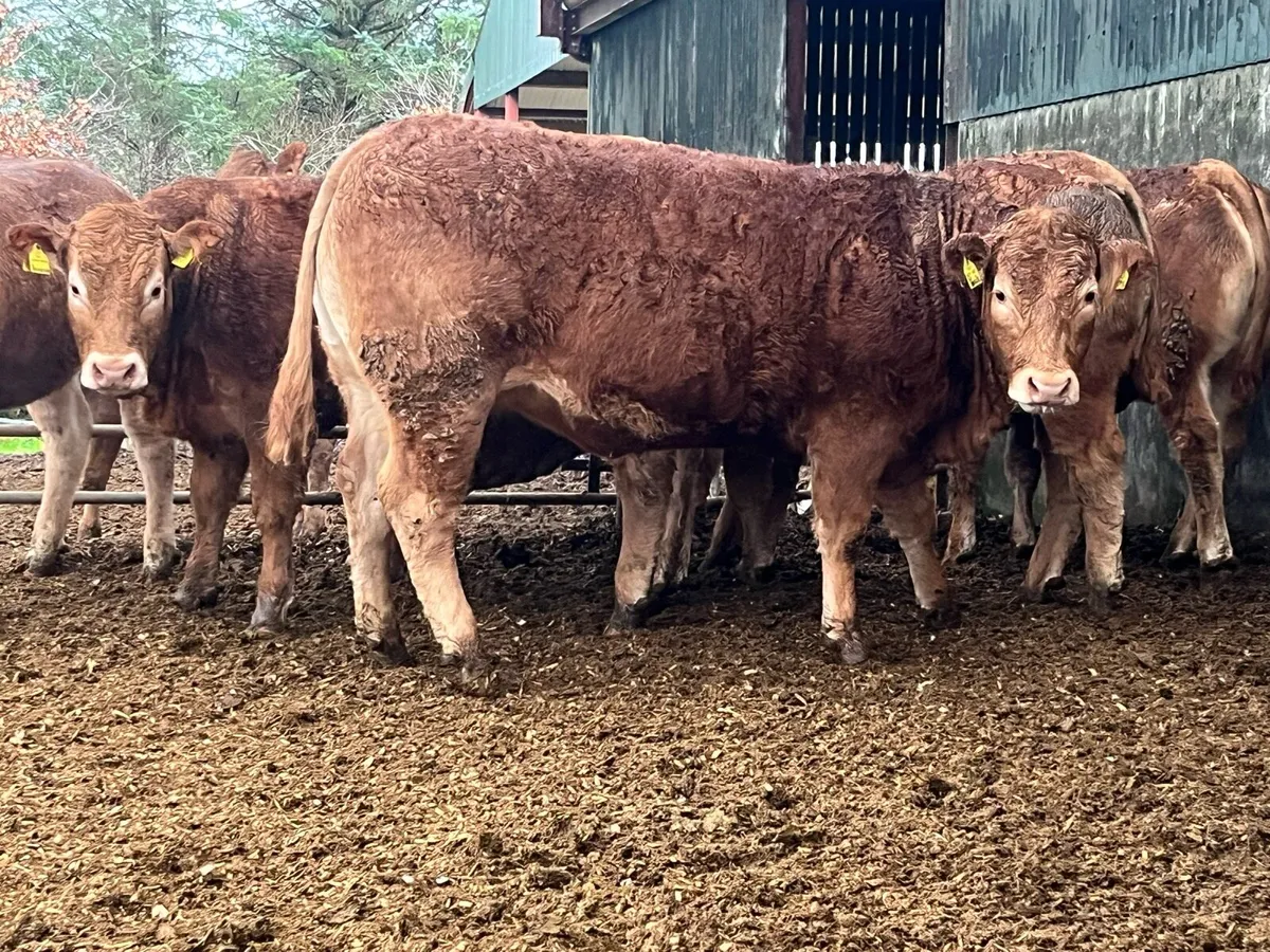 Pedigree limousin heifers. - Image 4
