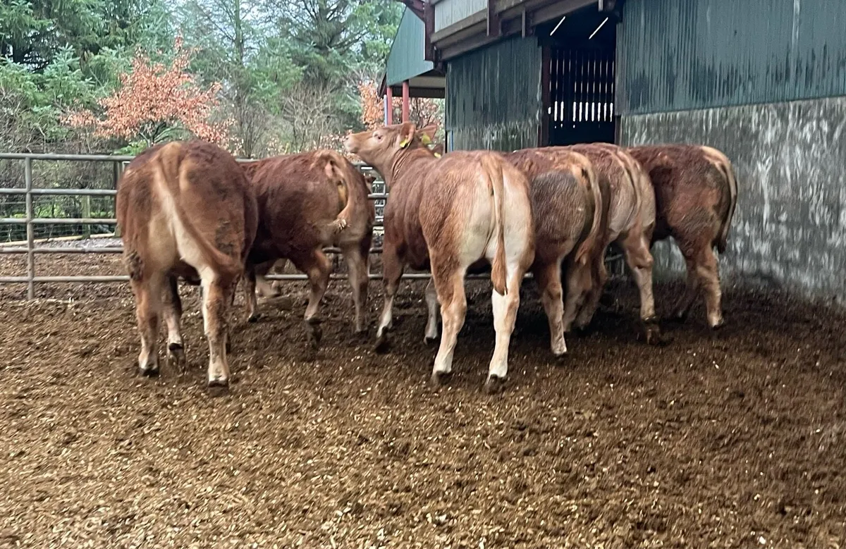 Pedigree limousin heifers. - Image 1